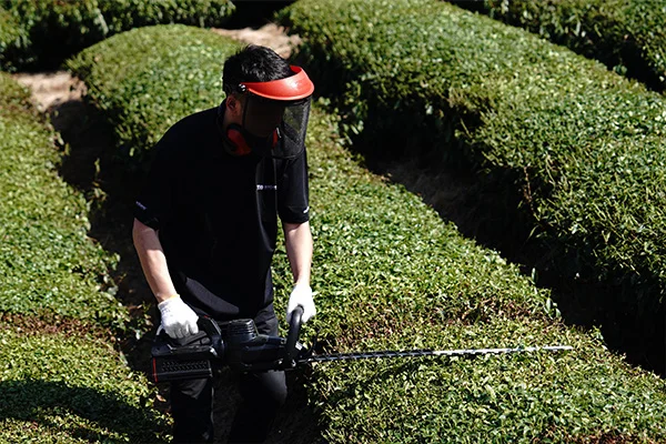 Tips for Trimming Hedges and Shrubs
