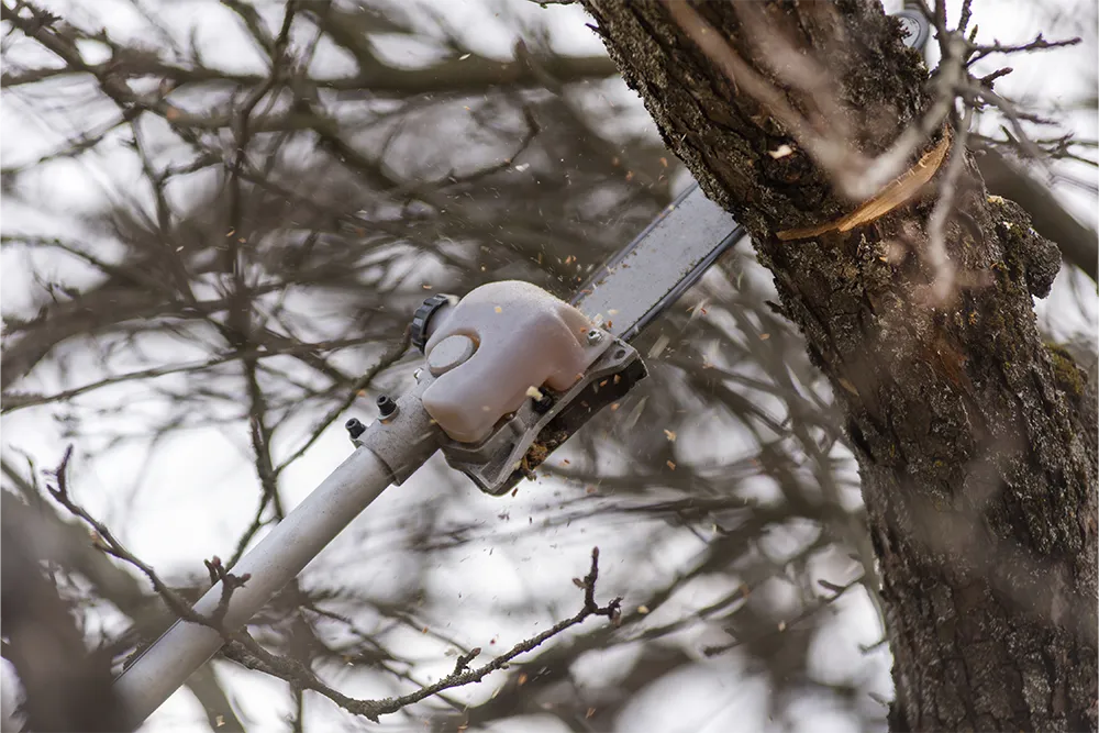 2.pole saw vs chainsaw