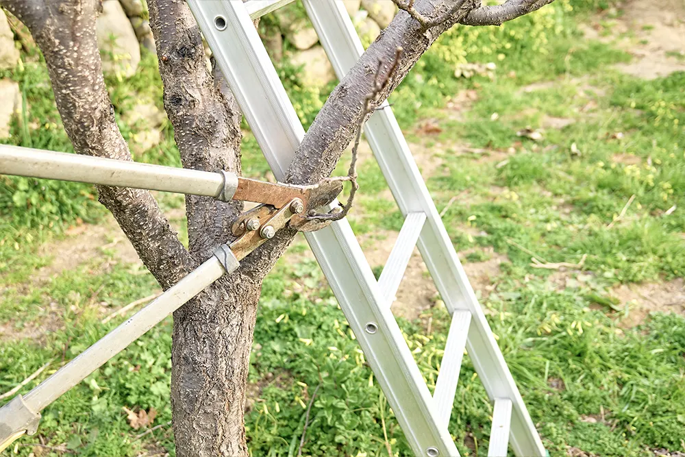 3.a ladder leans steadily against the tree trunk.