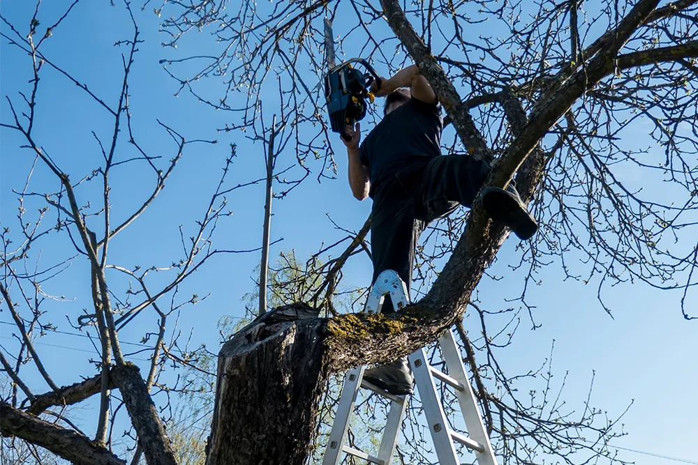 4.standing on a ladder, using a chainsaw to cut tree branches.