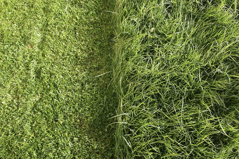 mow your lawn3