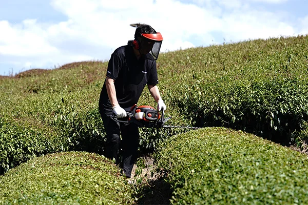 trimming hedges and shrubs