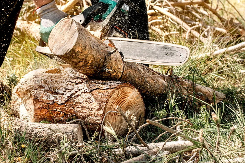 chainsaw tree felling1