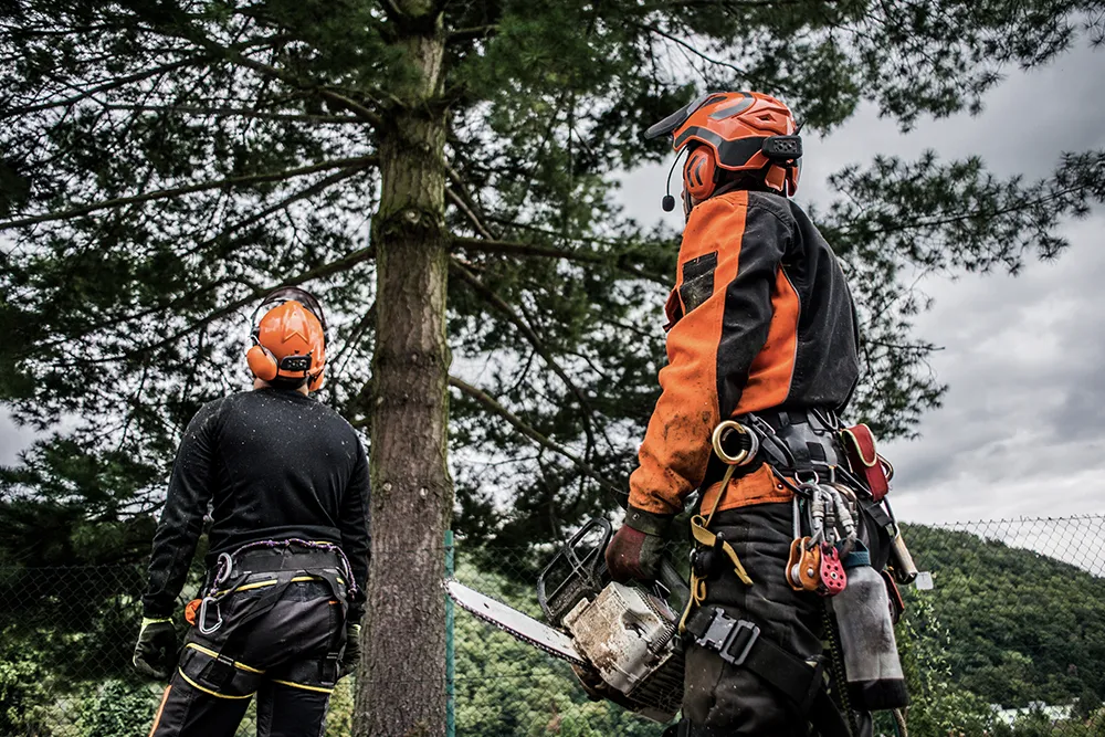 chainsaw tree felling4